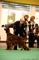 Crufts2011_2 145